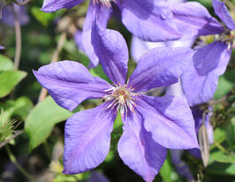 Клематис Сему (Semu) в горшке купить