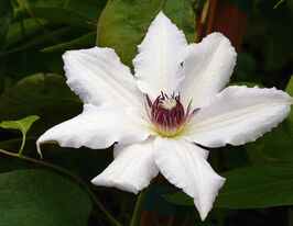 Клематис Сноу Квинн (Snow Queen) в горшке купить