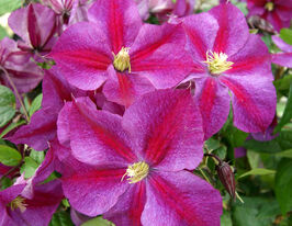 Клематис Стар Оф Пакистан (Star Of Pakistan) в горшке купить