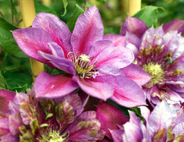 Клематис Темптатион (Temptation) в горшке купить