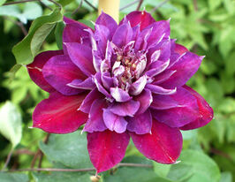 Клематис Темптатион (Temptation) в горшке купить