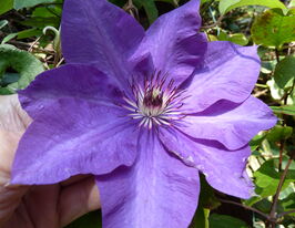 Клематис Президент (President) в горшке купить