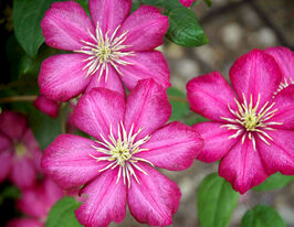 Клематис Вилла де Лион (Villa de Lyon) в горшке купить