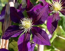 Клематіс Вагабонд (The Vagabond) в горщикукупити