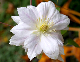 Клематіс Шираюкіхиме (Shirayukihime) в горщикукупити