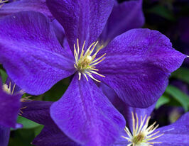 Клематіс Джакмані (Jackmanii) в горщикукупити