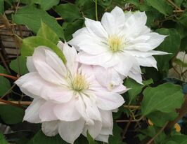 Клематіс Танцюючий Дорієн (Dancing Dorien) в горщикукупити