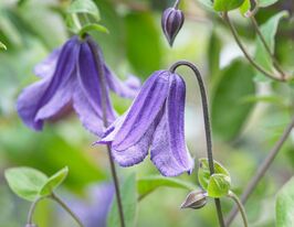 Клематіс Ериостемон (Eriostemon) в горщикукупити