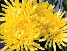 Хризантема Александров (Aleksandrov) купить