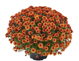 Хризантема Амадоре Оранж (Amadore Orang)купити