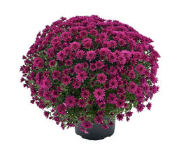 Хризантема Амадоре Пурпл (Amadore Purple)купити