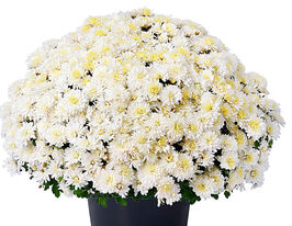 Хризантема Амелія Вайт (Amelia White)купити