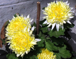 Хризантема Ангелис желтая (Angelys jaune) купить