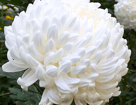 Хризантема Ангелис (Angelys) купить