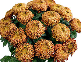 Хризантема Бафара (Bafara) купить