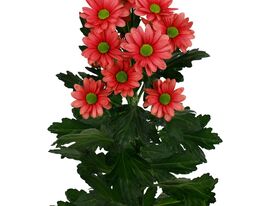 Хризантема Баллеринас Черри (Ballerina`s Cherry) купить