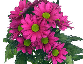 Хризантема Баллеринас Дарк (Ballerina`s Dark) купить