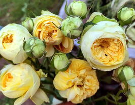 Роза бордюрная Пиони Баблс (спрей) купить