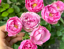 Роза бордюрная Мисти Баблс (спрей) купить