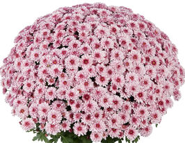 Хризантема Банкет Пінк Біколор (Banquet Pink Bicolor)купити