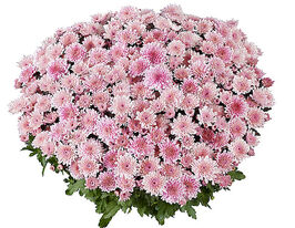 Хризантема Банкет Пінк (Banquet Pink)купити