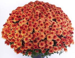 Хризантема Бланшетт Оранж (Blanchett Orange)купити