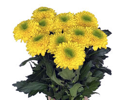 Хризантема Бразилиана (Brasiliana) купить