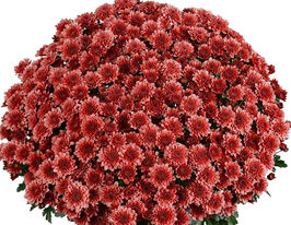 Хризантема Банкет Ред (Banquet Red)купити