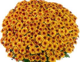 Хризантема Банкет Ред Біколор (Banquet Red Bicolor)купити