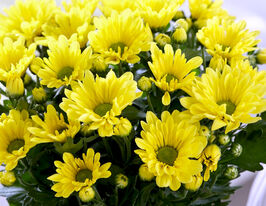 Хризантема Брізе Єллоу (Breeze Yellow)купити