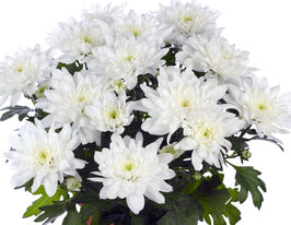 Хризантема Кристал Бланш (Chrystal Blanche) купить