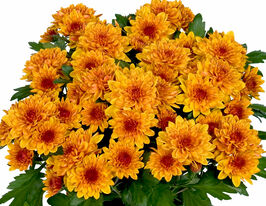 Хризантема Кристал Бронзе (Chrystal Bronze) купить