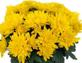 Хризантема Кристал Канари (Сhrystal Canary) купить