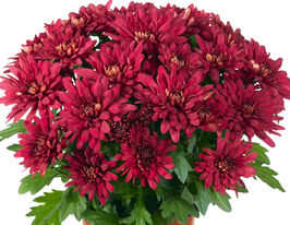 Хризантема Кристалл Джаспер (Chrystal Jasper) купить