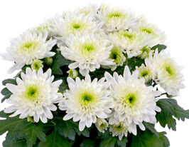 Хризантема Кристалл Лайм (Chrystal Lime) купить