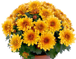 Хризантема Кристал Мэриголд (Chrystal Marigold) купить