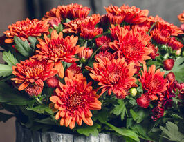 Хризантема Кристалл Оранж (Chrystal Orange) купить