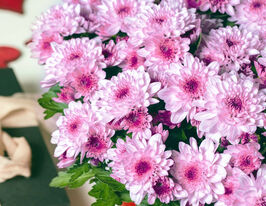 Хризантема Кристалл Пинк Флаер (Chrystal Pink Flair) купить