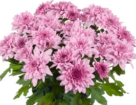 Хризантема Кристалл Пинк Лимонад (Chrystal Pink Lemonade) купить