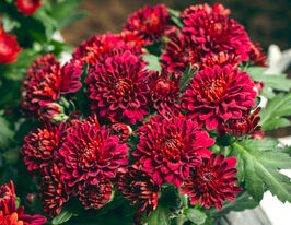 Хризантема Кристалл Ред (Chrystal Red) купить