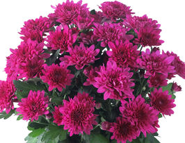 Хризантема Кристалл Регал (Chrystal Regal) купить