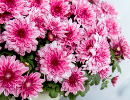 Хризантема Кристалл Романс (Chrystal Romance) купить