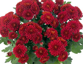 Хризантема Кристал Руби (Chrystal Ruby) купить