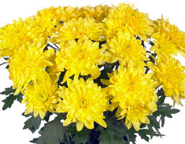 Хризантема Кристалл Солар (Chrystal Solar) купить