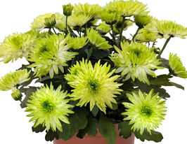 Хризантема Кристал Сублимэ (Chrystal Sublime) купить