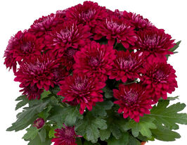 Хризантема Кристал Виолет (Chrystal Violet) купить