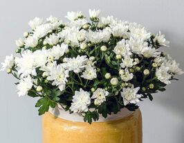 Хризантема Кристалл Уайт (Chrystal White) купить