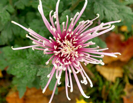 Хризантема Хусан Роуз (Chusan Rose) купить