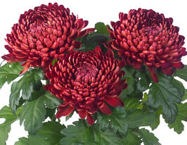 Хризантема Космо Бордакс (Cosmo Bordeaux) купить