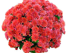 Хризантема Кьор де Лорен Бронз (Coeur de Lorraine Bronze)купити